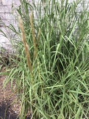 Bothriochloa longipaniculata