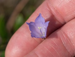 Campanula intercedens
