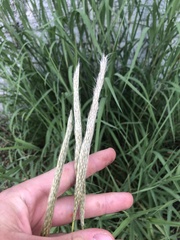 Bothriochloa longipaniculata