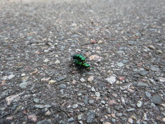 Cicindela denikei