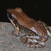 Black-striped Frog - Photo (c) J. Maughn, some rights reserved (CC BY-NC), uploaded by James Maughn