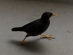 Acridotheres javanicus