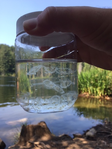 Common Freshwater Jellyfish, Prospect Lake, Saanich, BC, CA, photo 5 of 10
