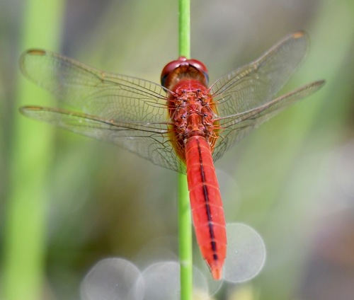 Scarlet Skimmer, photo 3 of 10