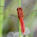 Scarlet Skimmer - Photo (c) marcelfinlay, some rights reserved (CC BY-NC), uploaded by marcelfinlay