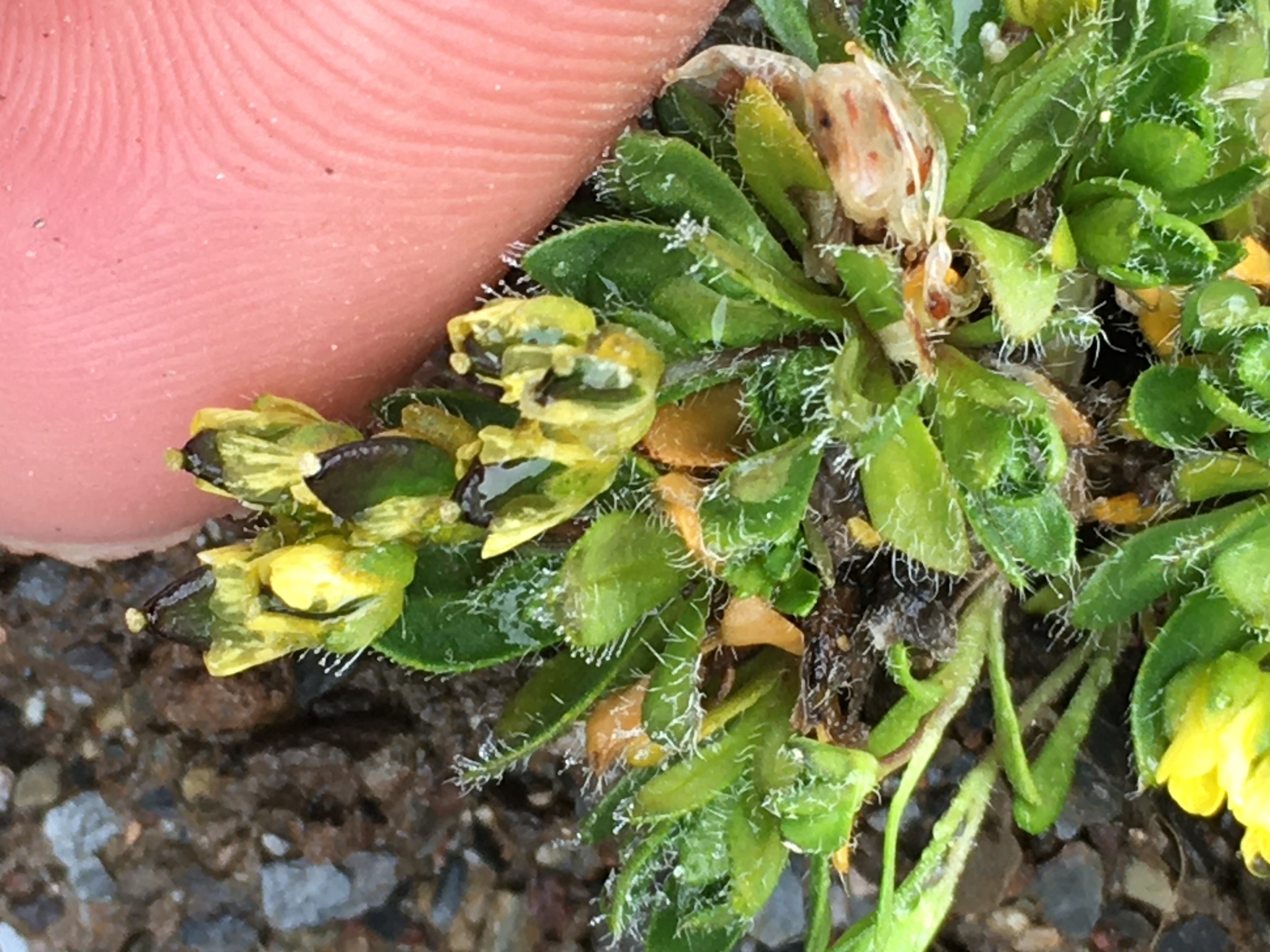 Draba macounii