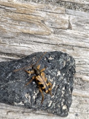 Xestoleptura