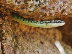 Golden Flying Snake photo 5