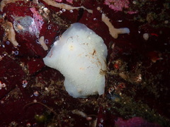 Cadlina