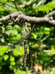 Cordulegaster boltonii