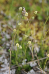 Tofieldia pusilla