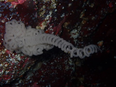 Dendronotus iris