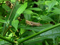 Abracris flavolineata
