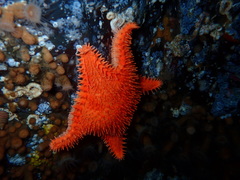 Hippasteria phrygiana