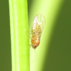 Heteropsylla