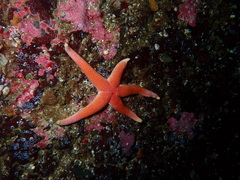 Henricia leviuscula