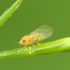 Heteropsylla