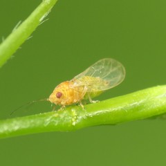 Heteropsylla