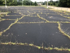 Cyperus surinamensis