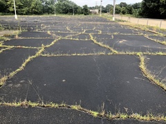 Cyperus surinamensis