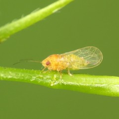 Heteropsylla