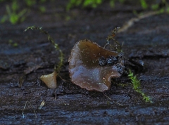 Peziza oliviae