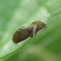 Pachypsylla celtidisgemma