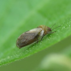 Pachypsylla celtidisgemma