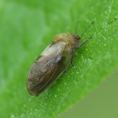 Pachypsylla celtidisgemma