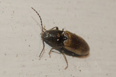 Hemicrepidius pallidipennis