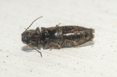 Hemicrepidius pallidipennis