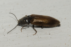 Hemicrepidius pallidipennis