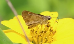 Callimormus saturnus