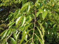 Prunus spinulosa