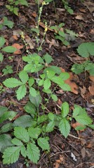 Agrimonia rostellata