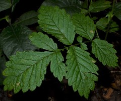 Agrimonia rostellata