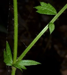 Agrimonia rostellata