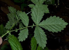 Agrimonia rostellata