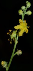 Agrimonia rostellata