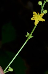 Agrimonia rostellata