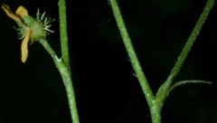 Agrimonia rostellata