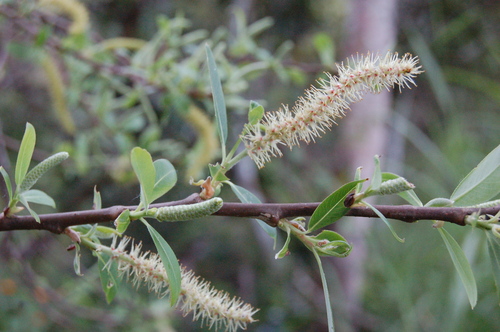 Salix paradoxa, photograph 6