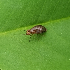 Steganopsis melanogaster