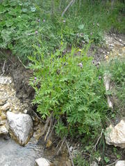 Cirsium alsophilum