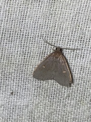 Idia diminuendis