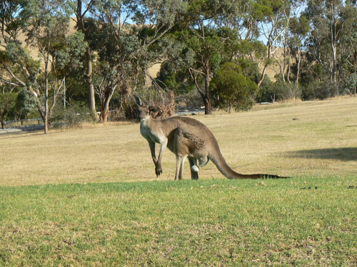 Macropus fuliginosus