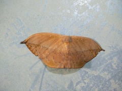 Lonomia electra