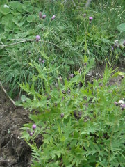 Cirsium alsophilum