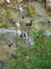 Cirsium alsophilum