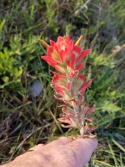 Castilleja lanata